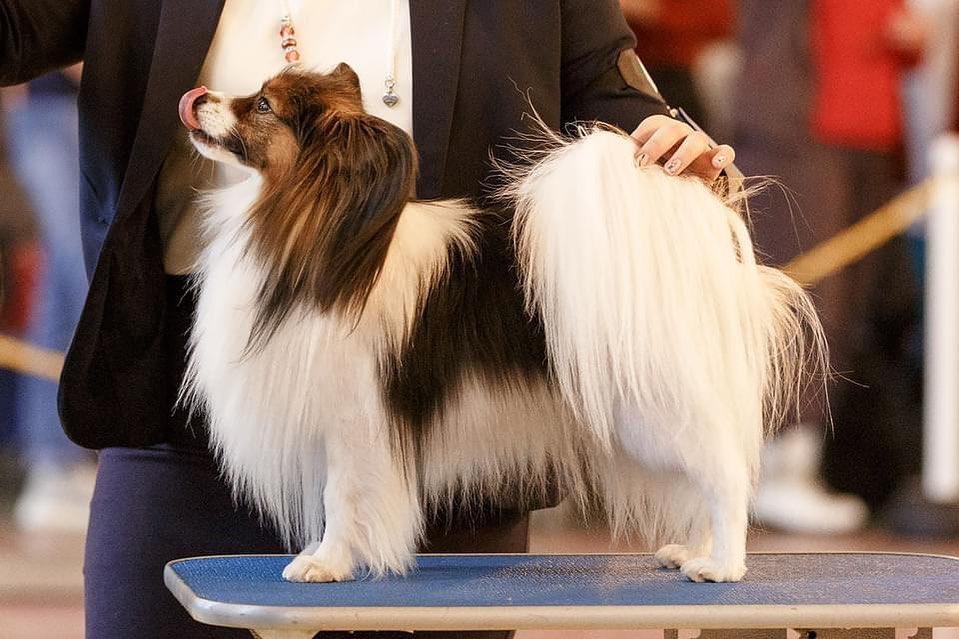 15 Amazing Facts About Papillons You Probably Never Knew 10