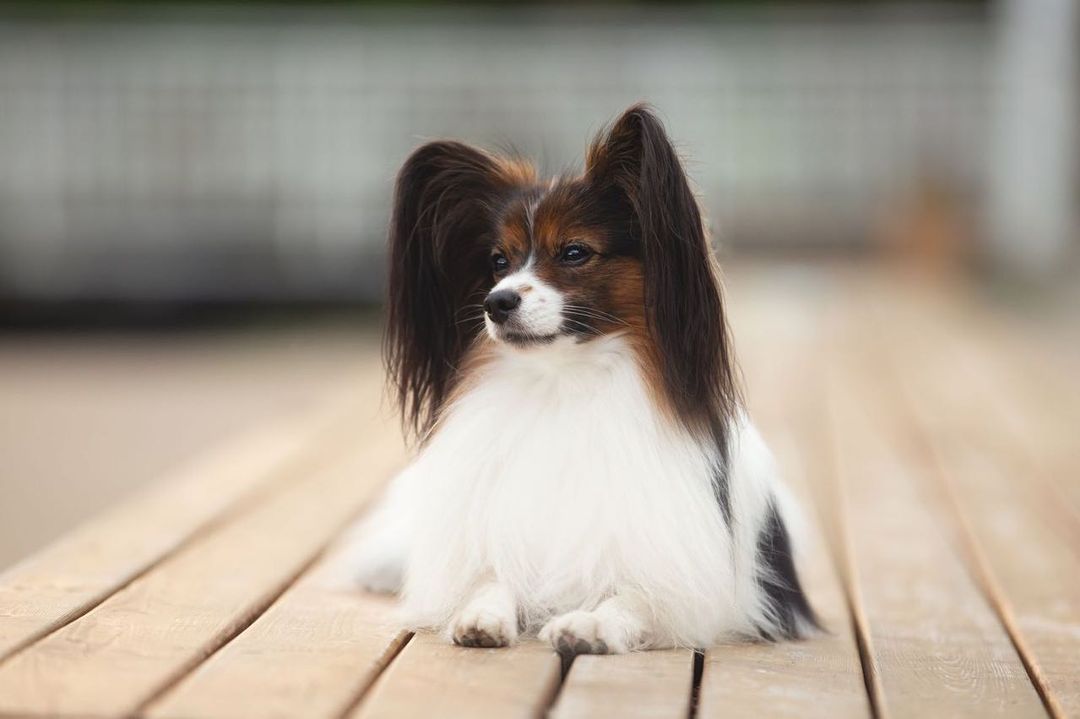 15 Amazing Facts About Papillons You Probably Never Knew 11