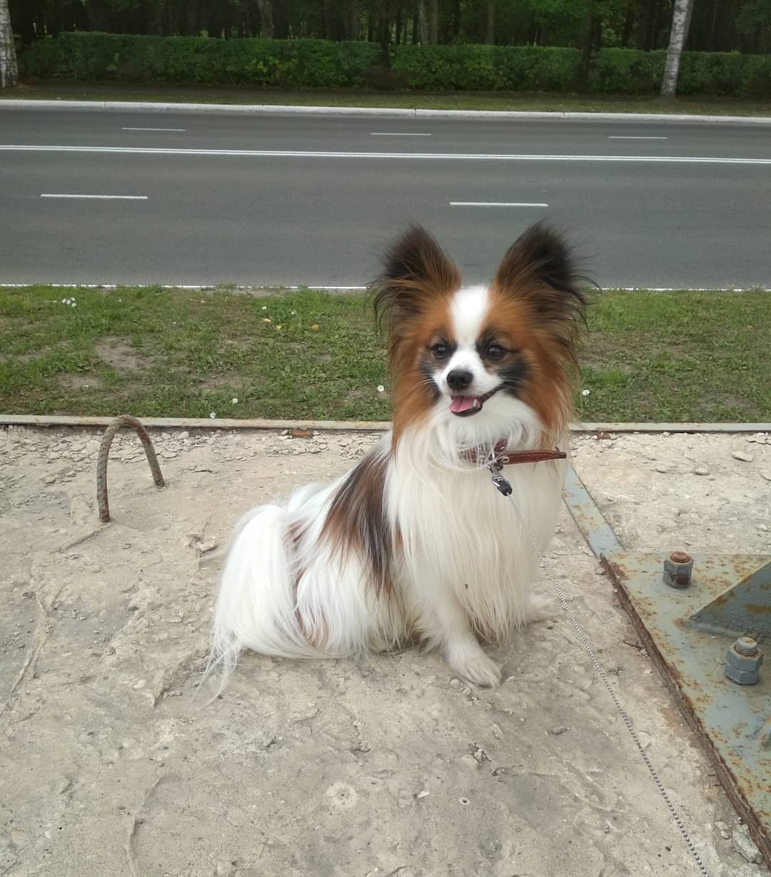 15 Amazing Facts About Papillons You Probably Never Knew 9