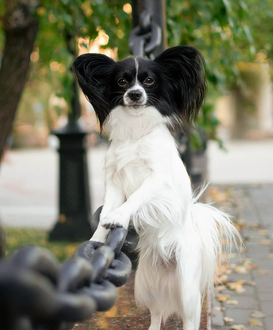 15 Amazing Facts About Papillons You Probably Never Knew 11