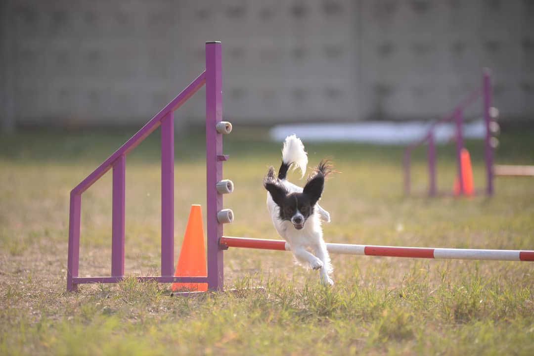 15 Amazing Facts About Papillons You Probably Never Knew 9