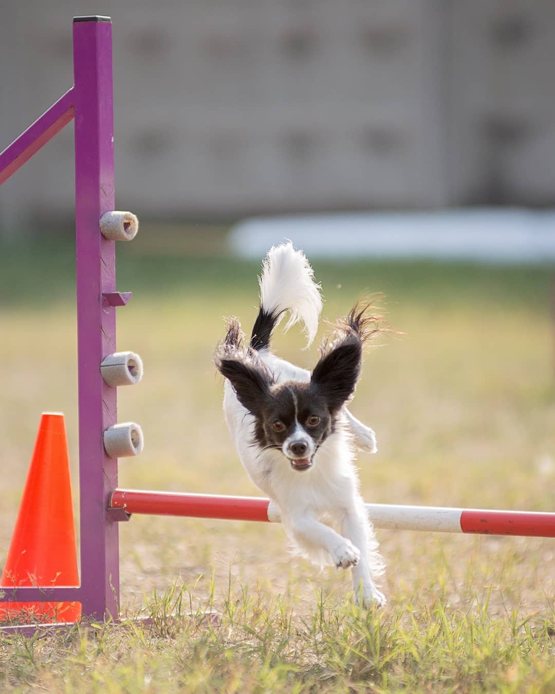 15 Amazing Facts About Papillons You Probably Never Knew 10