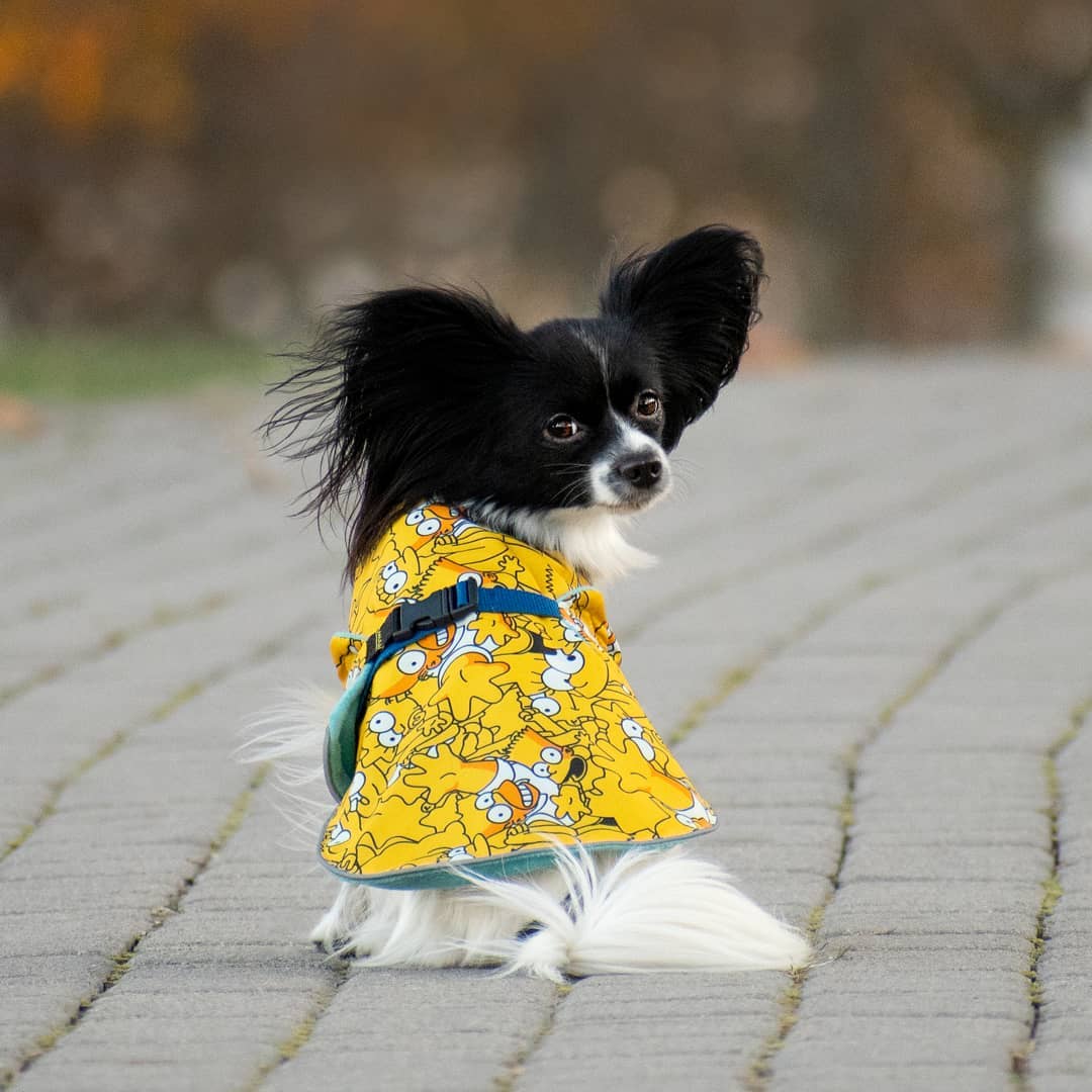 15 Amazing Facts About Papillons You Probably Never Knew 11