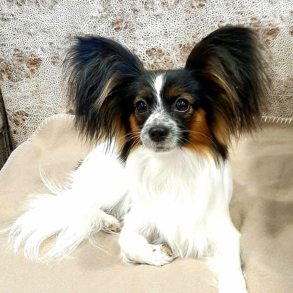 16 Amazing Facts About Papillons You Probably Never Knew 10