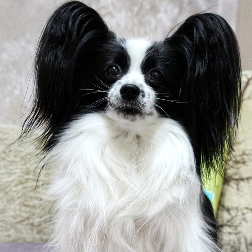 16 Amazing Facts About Papillons You Probably Never Knew 11