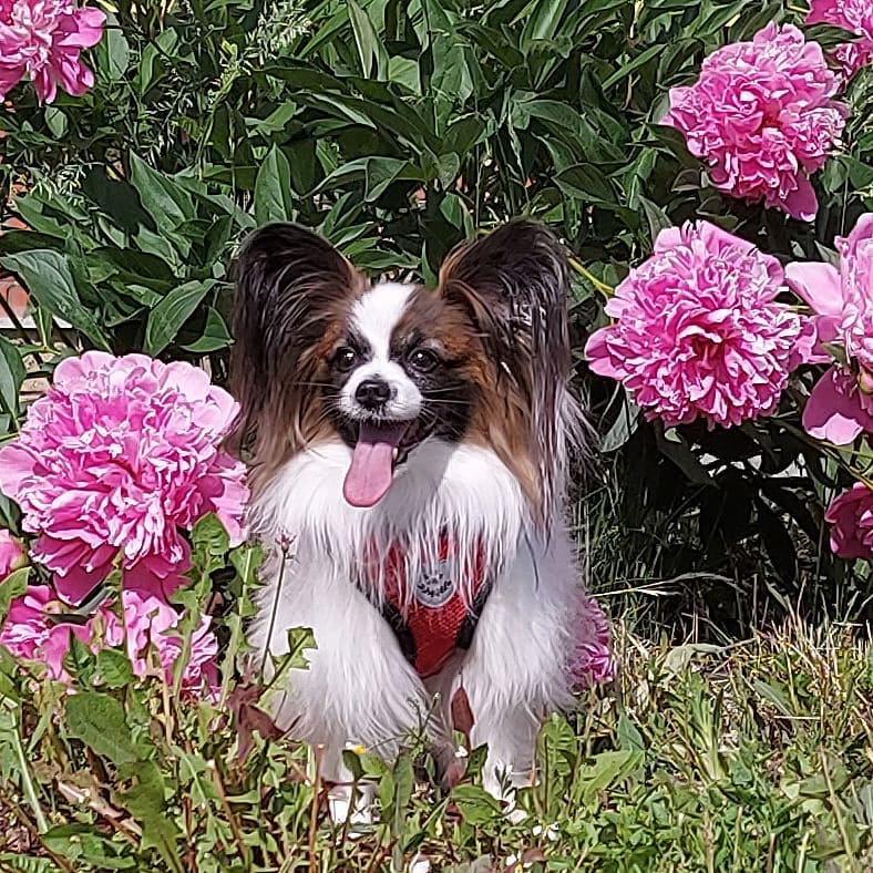 16 Amazing Facts About Papillons You Probably Never Knew 9