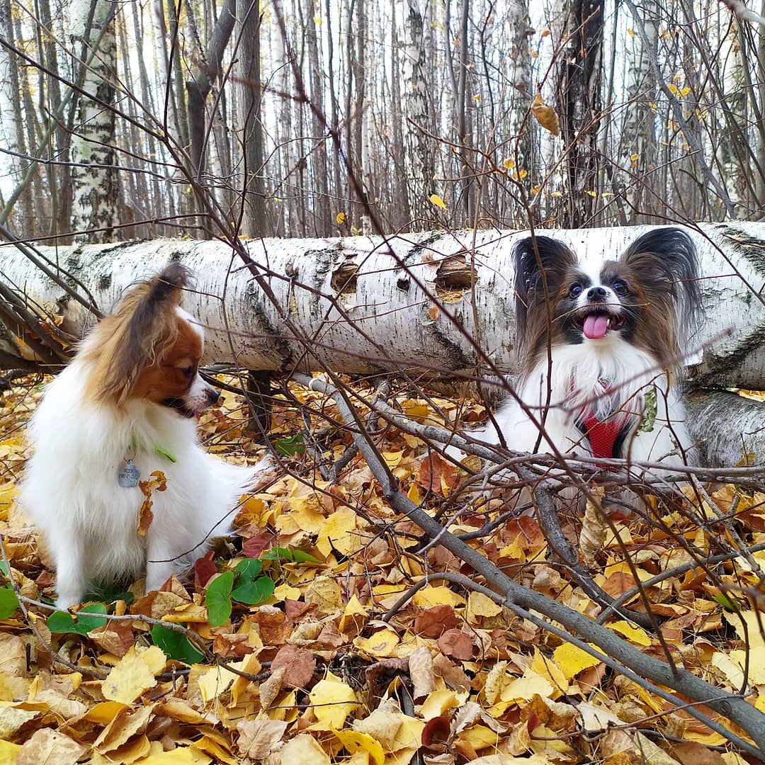 16 Amazing Facts About Papillons You Probably Never Knew 10