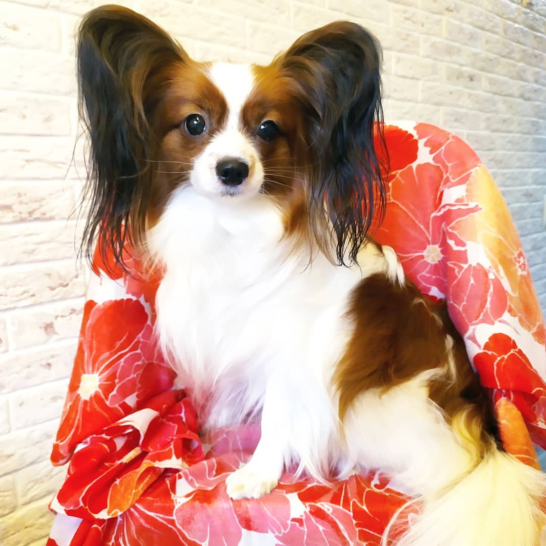 16 Amazing Facts About Papillons You Probably Never Knew 11