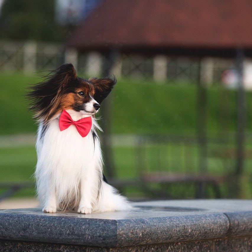 15 Cool Facts About Papillons 9