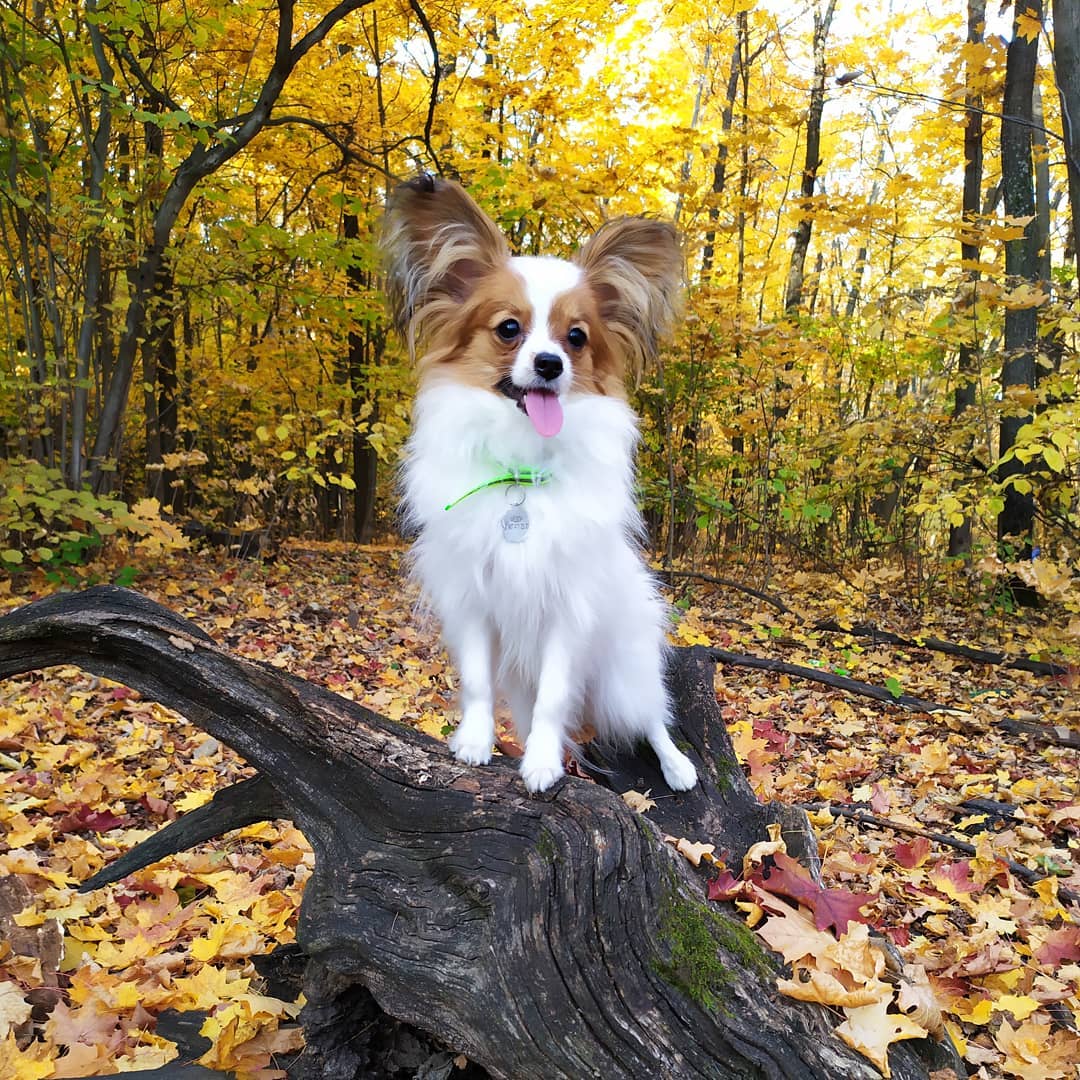 16 Amazing Facts About Papillons You Probably Never Knew 9