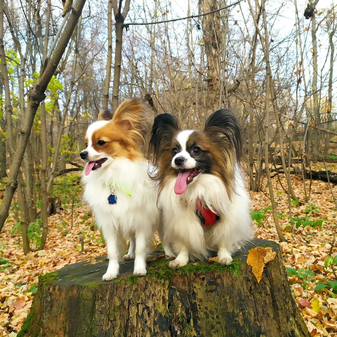 16 Amazing Facts About Papillons You Probably Never Knew 10