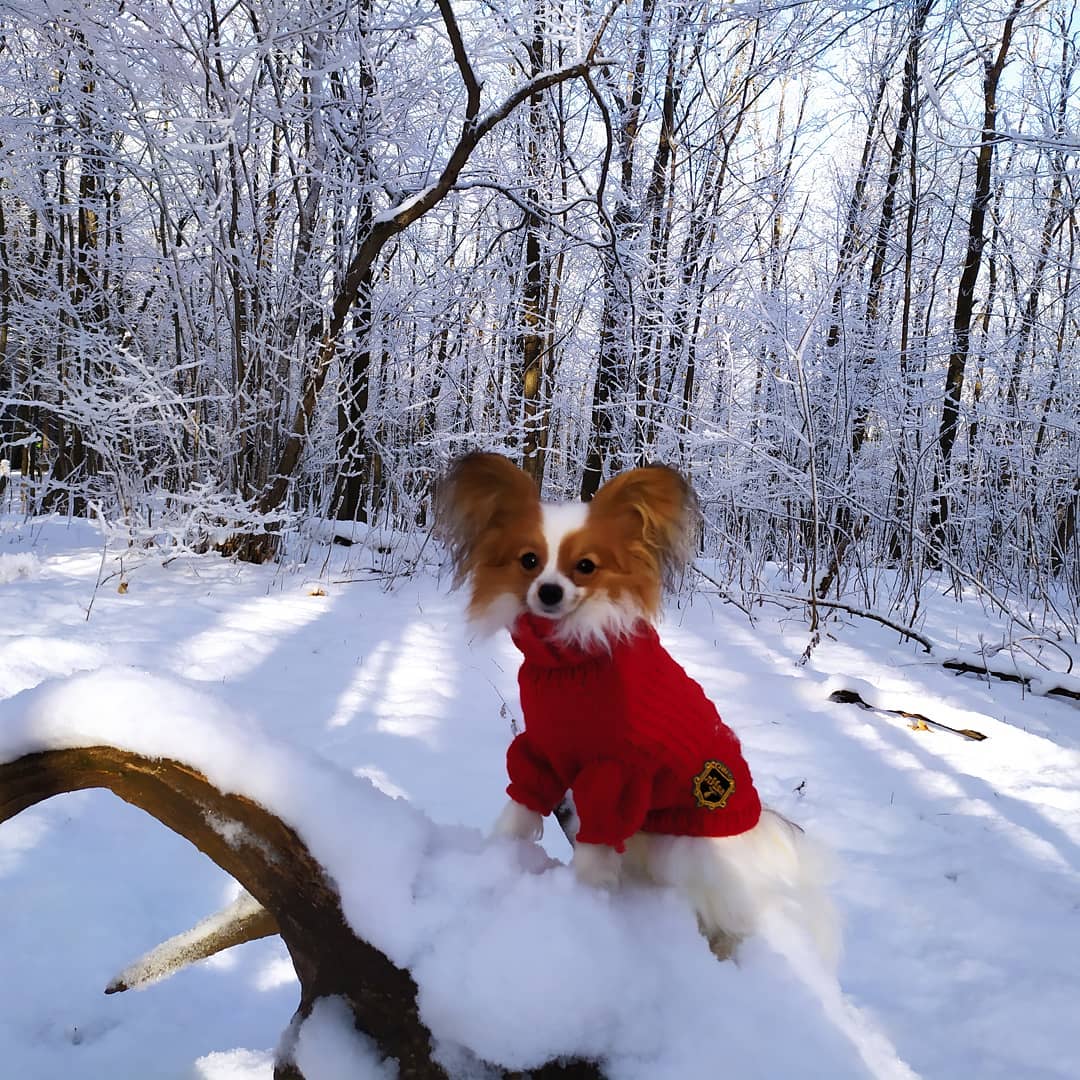 16 Amazing Facts About Papillons You Probably Never Knew 11