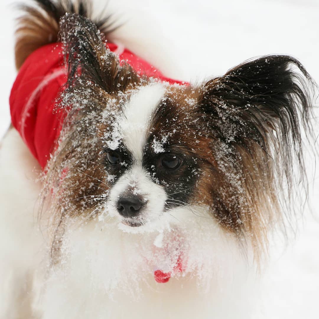 16 Amazing Facts About Papillons You Probably Never Knew 9