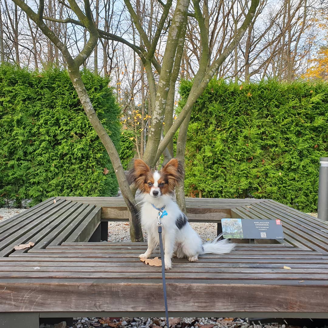 16 Amazing Facts About Papillons You Probably Never Knew 10