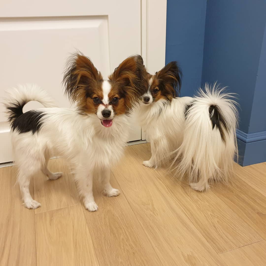 16 Amazing Facts About Papillons You Probably Never Knew 11