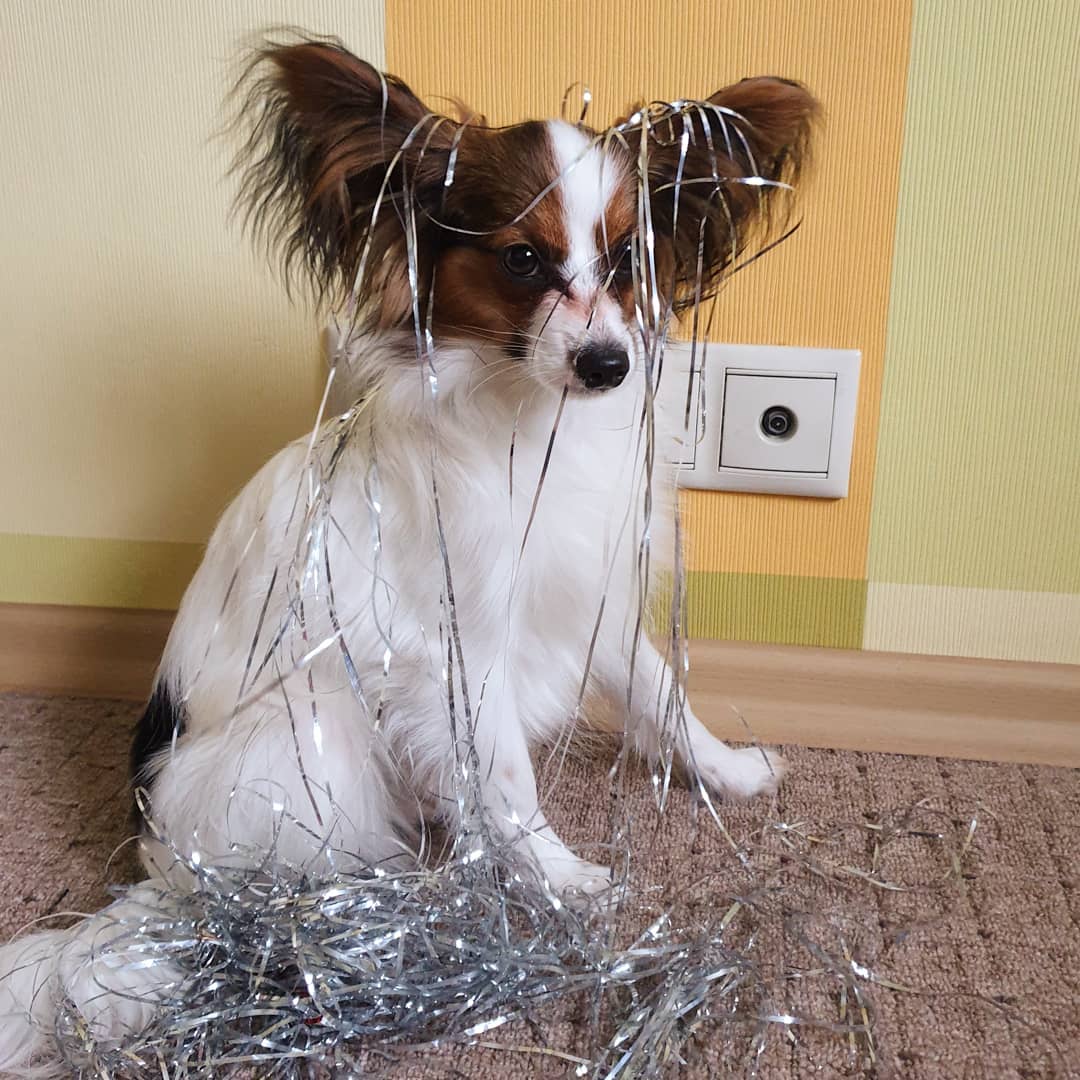 16 Amazing Facts About Papillons You Probably Never Knew 5