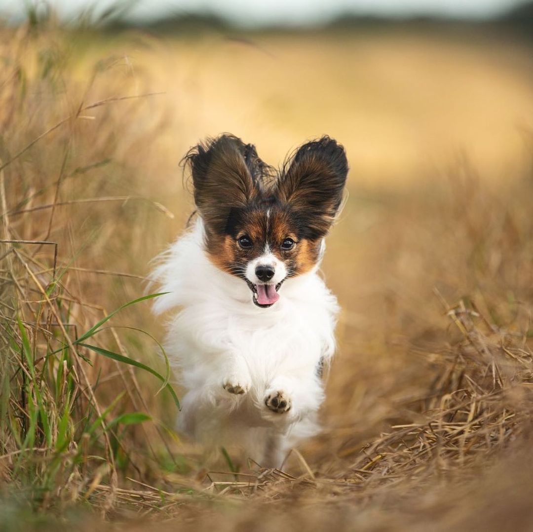 15 Cool Facts About Papillons 10