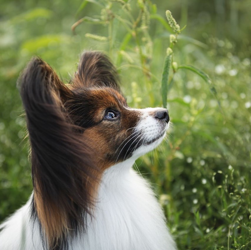 15 Cool Facts About Papillons 11