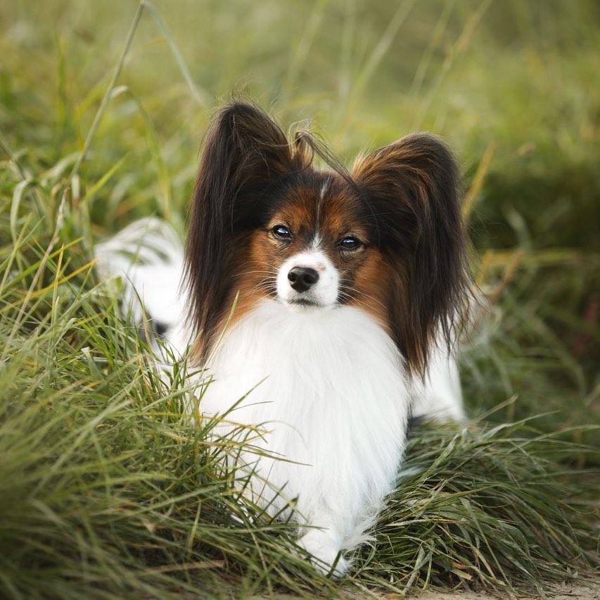 15 Cool Facts About Papillons 9