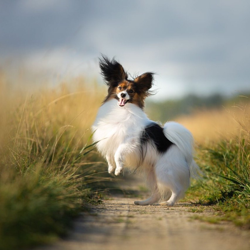 15 Cool Facts About Papillons 10