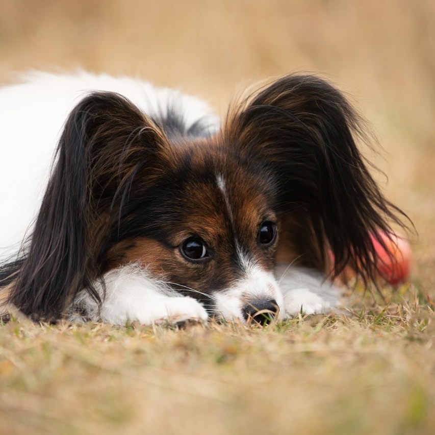 15 Cool Facts About Papillons 11