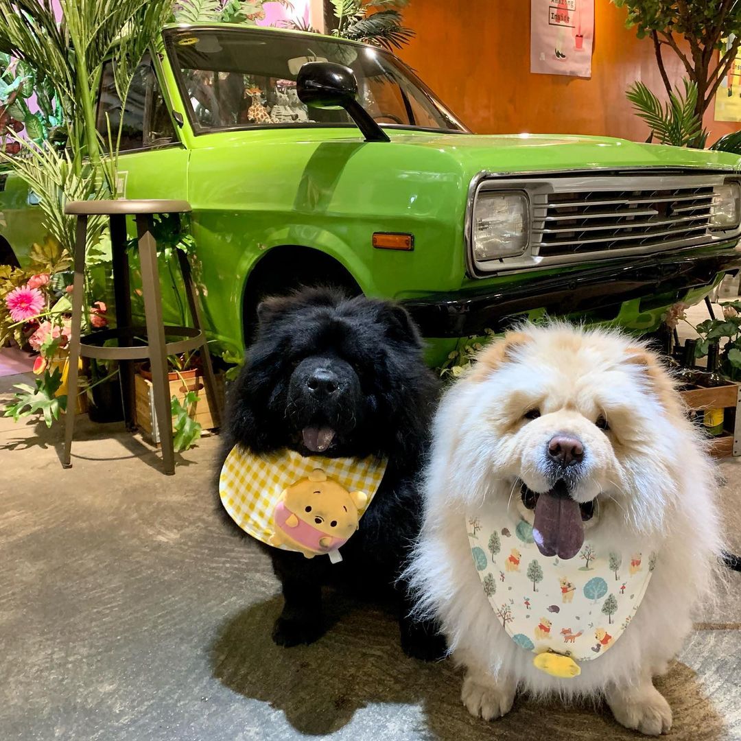 15 Interesting Facts About Chow Chows 9