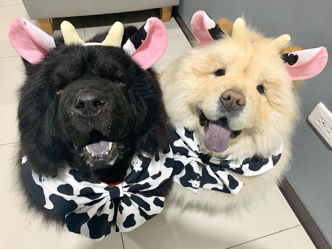 15 Interesting Facts About Chow Chows 10