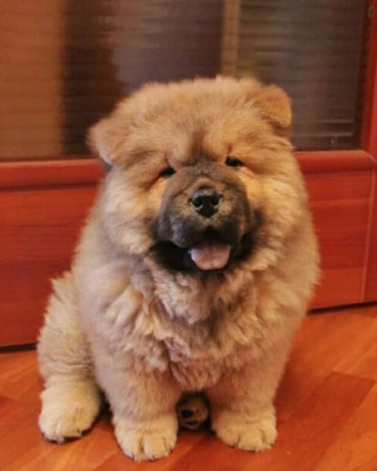 15 Interesting Facts About Chow Chows 11