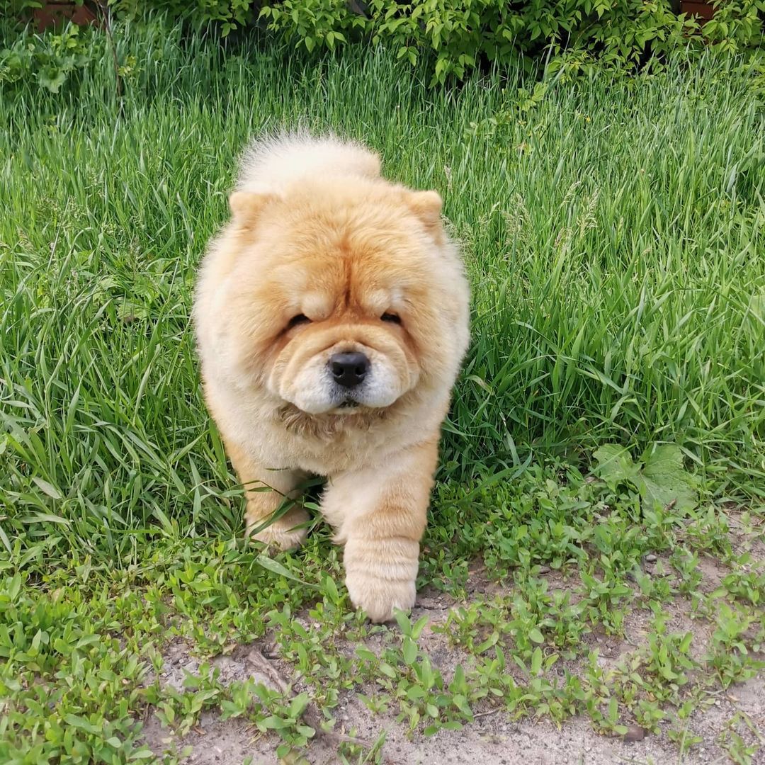 15 Interesting Facts About Chow Chows Page 3 of 5