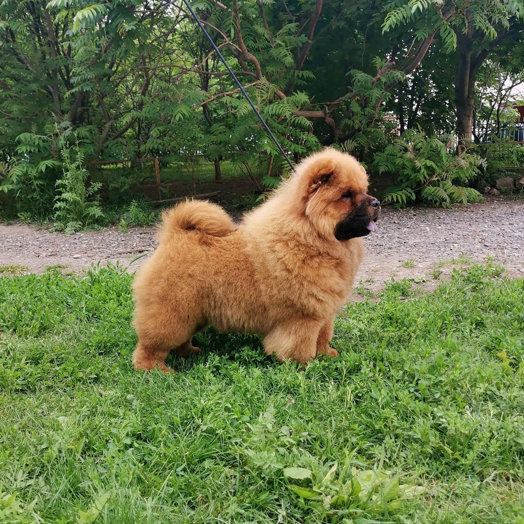 15 Interesting Facts About Chow Chows 10