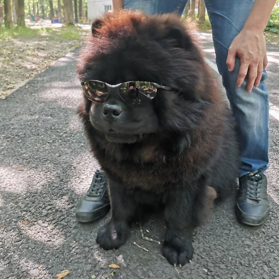 15 Interesting Facts About Chow Chows 11
