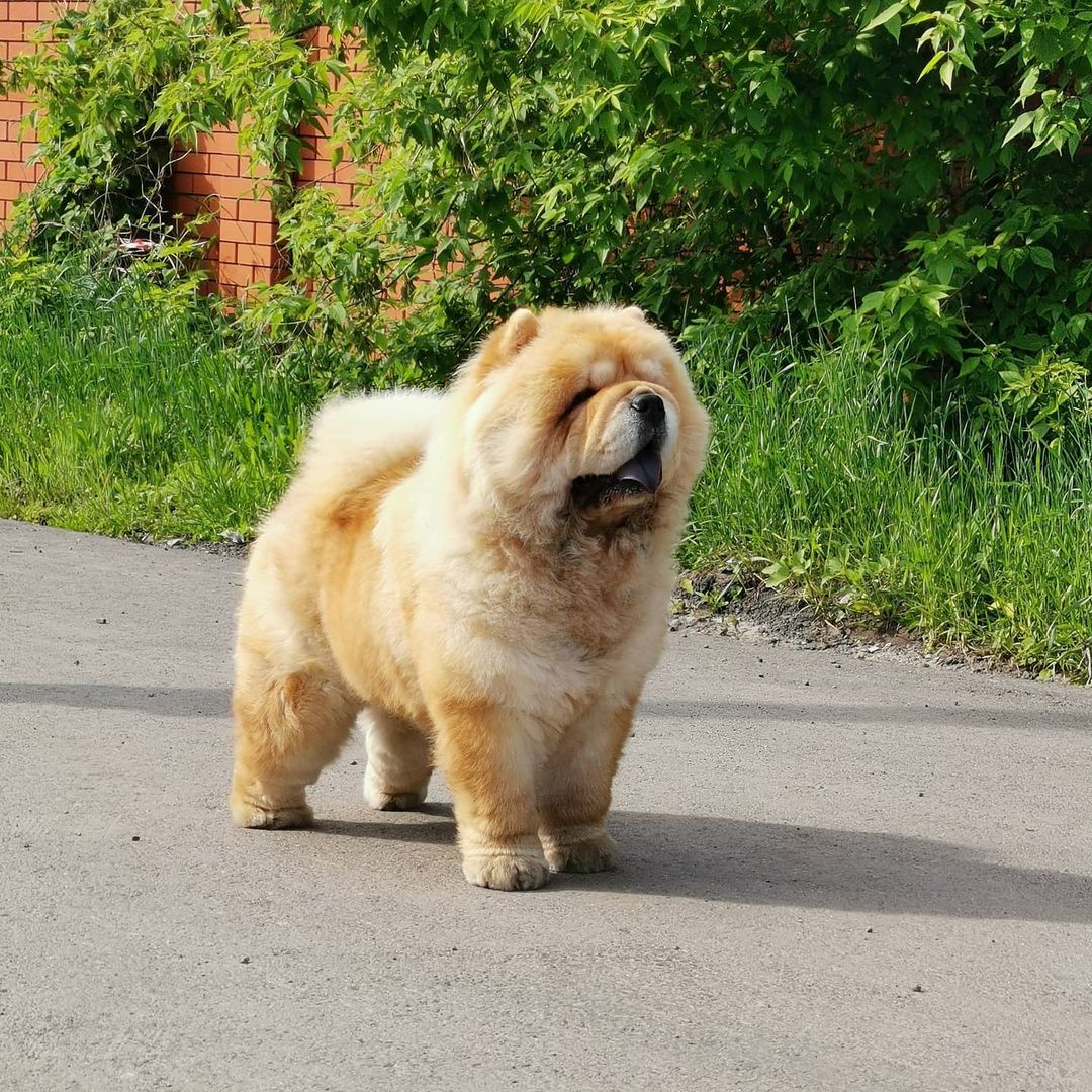 15 Interesting Facts About Chow Chows 9