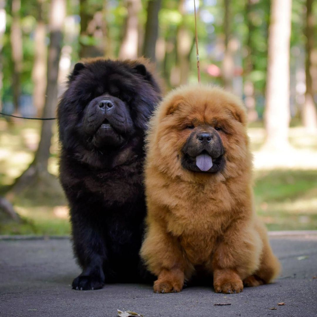 15 Interesting Facts About Chow Chows 10