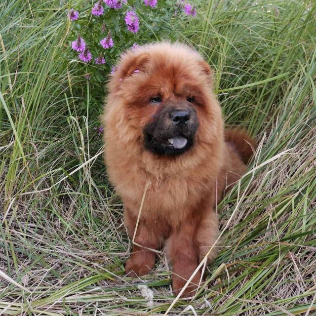 15 Interesting Facts About Chow Chows Page 4 of 5
