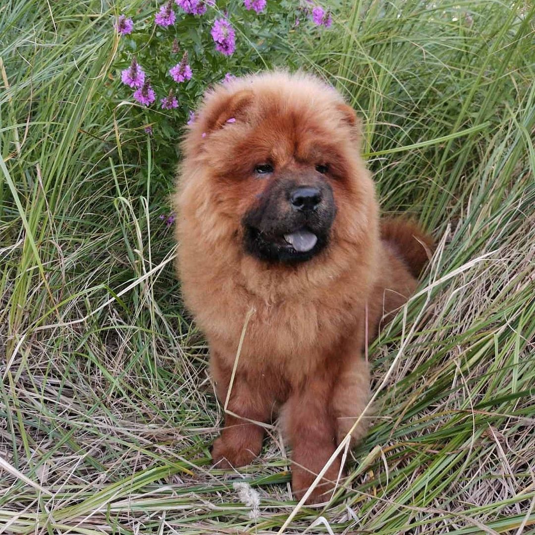15 Interesting Facts About Chow Chows 11