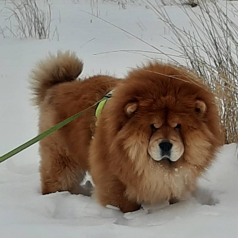 15 Interesting Facts About Chow Chows Page 5 of 5