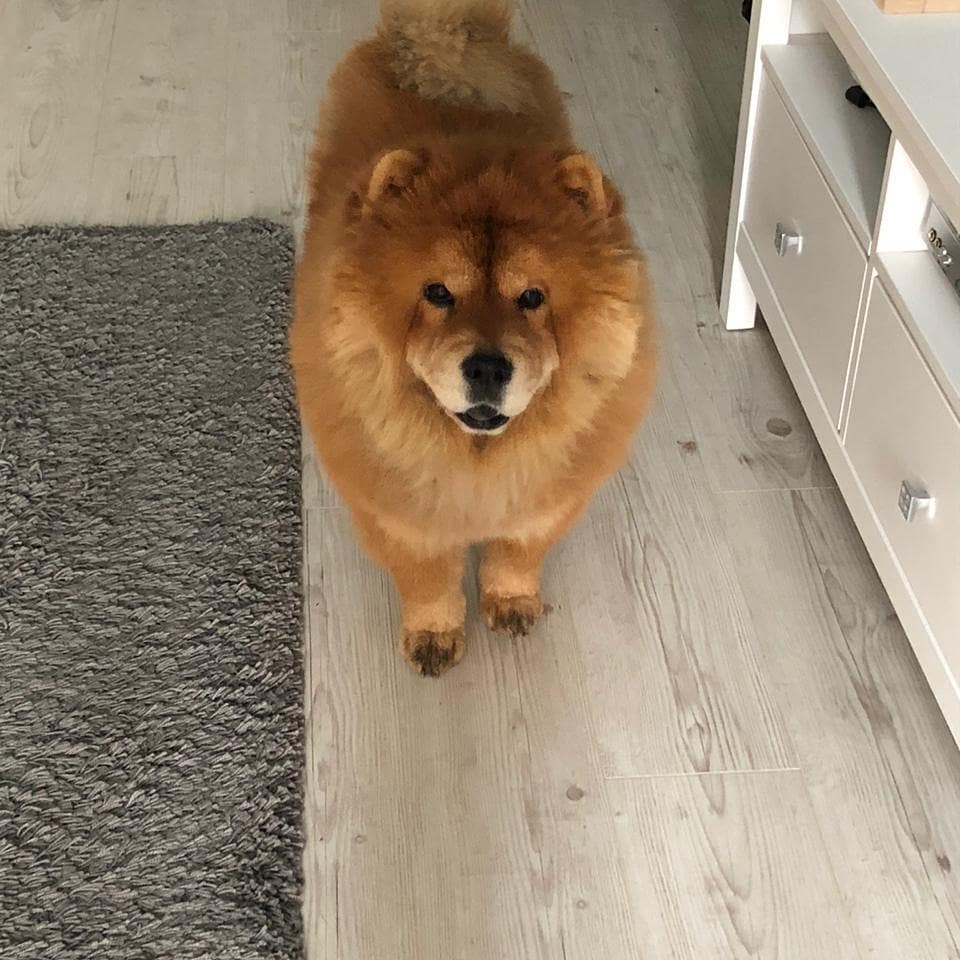 15 Interesting Facts About Chow Chows 10