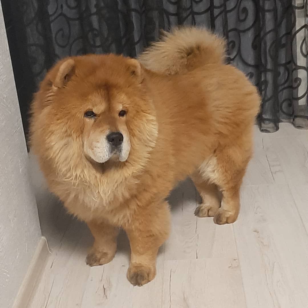 15 Interesting Facts About Chow Chows 11