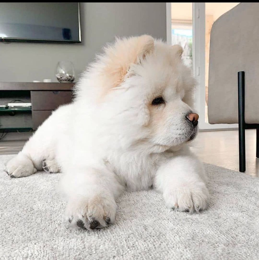 15 Amazing Facts About Chow Chows You Probably Never Knew 9