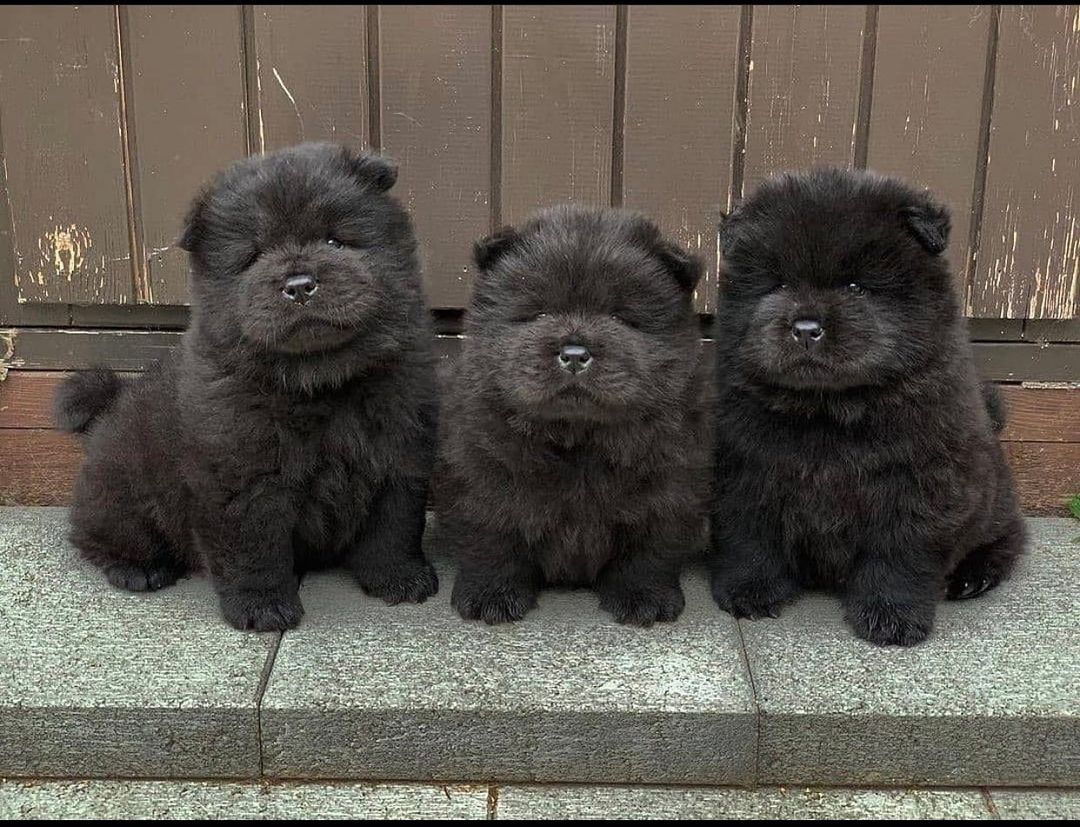 15 Amazing Facts About Chow Chows You Probably Never Knew 11