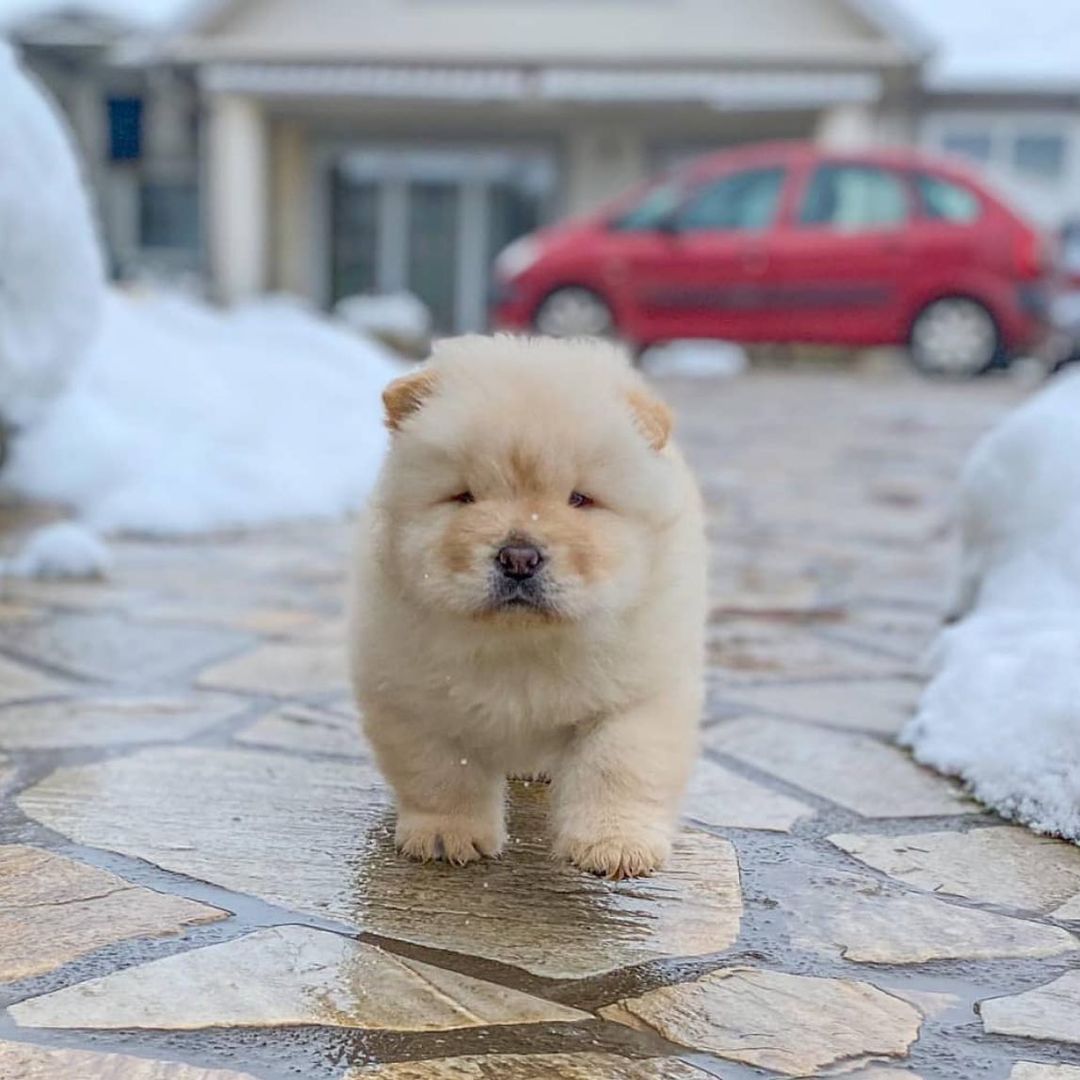 15 Amazing Facts About Chow Chows You Probably Never Knew 9