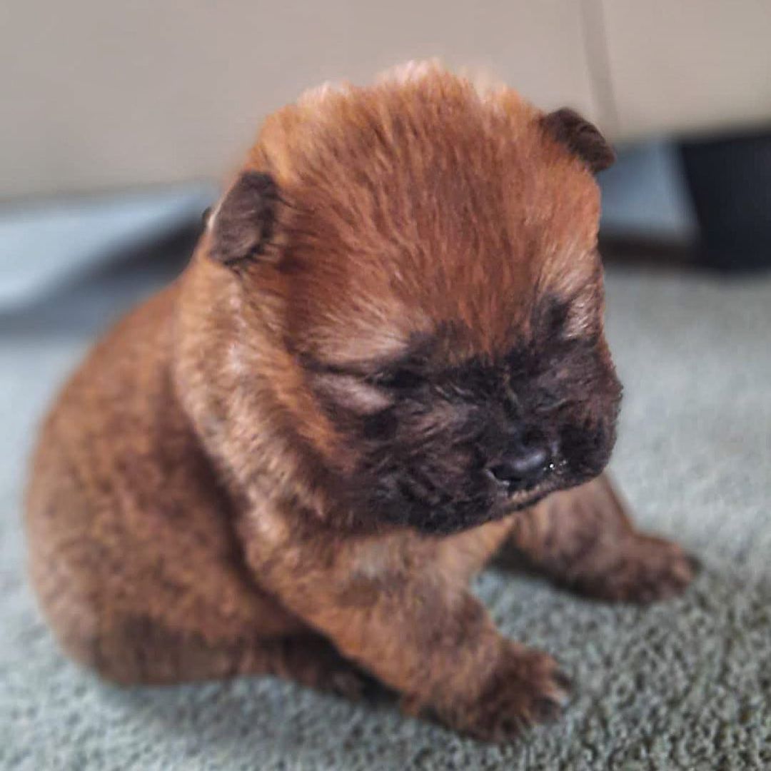 15 Amazing Facts About Chow Chows You Probably Never Knew 10