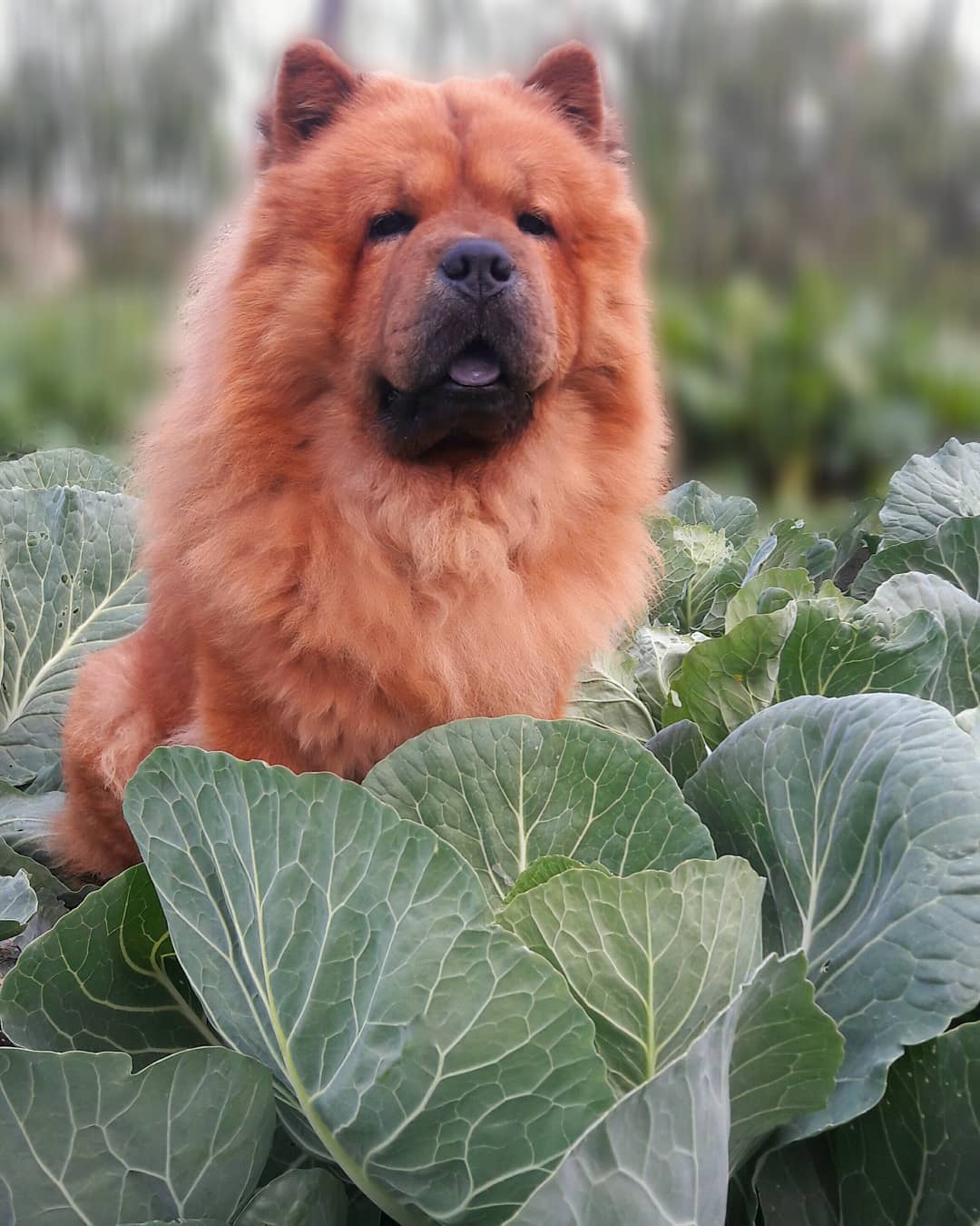 15 Amazing Facts About Chow Chows You Probably Never Knew 11