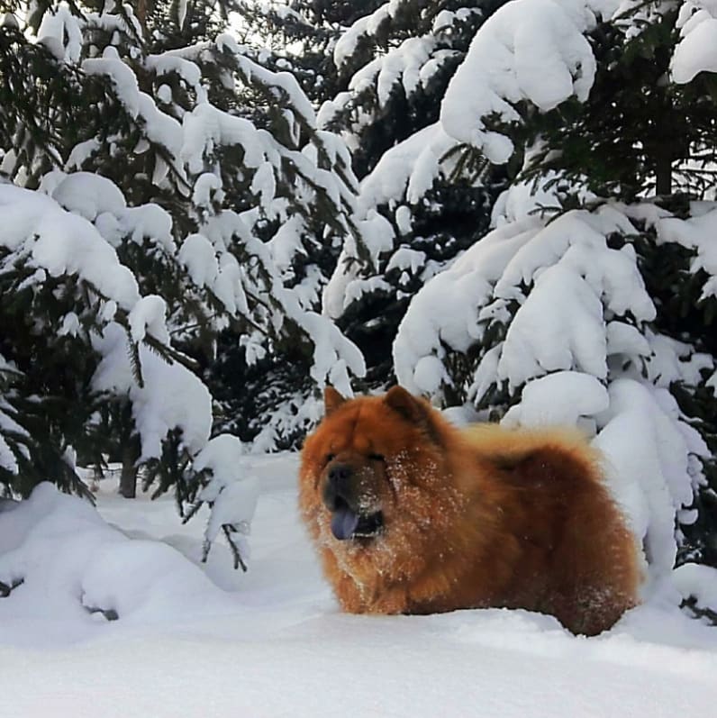 15 Amazing Facts About Chow Chows You Probably Never Knew 9