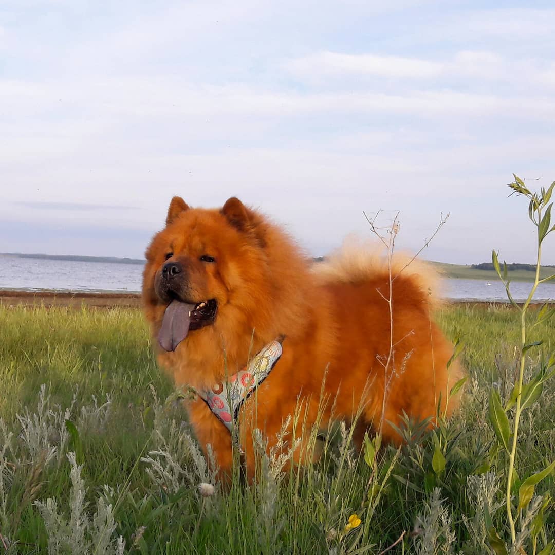 15 Amazing Facts About Chow Chows You Probably Never Knew 10