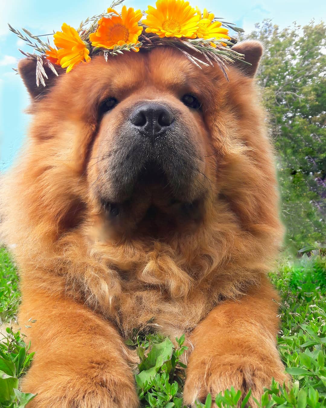 15 Amazing Facts About Chow Chows You Probably Never Knew 11