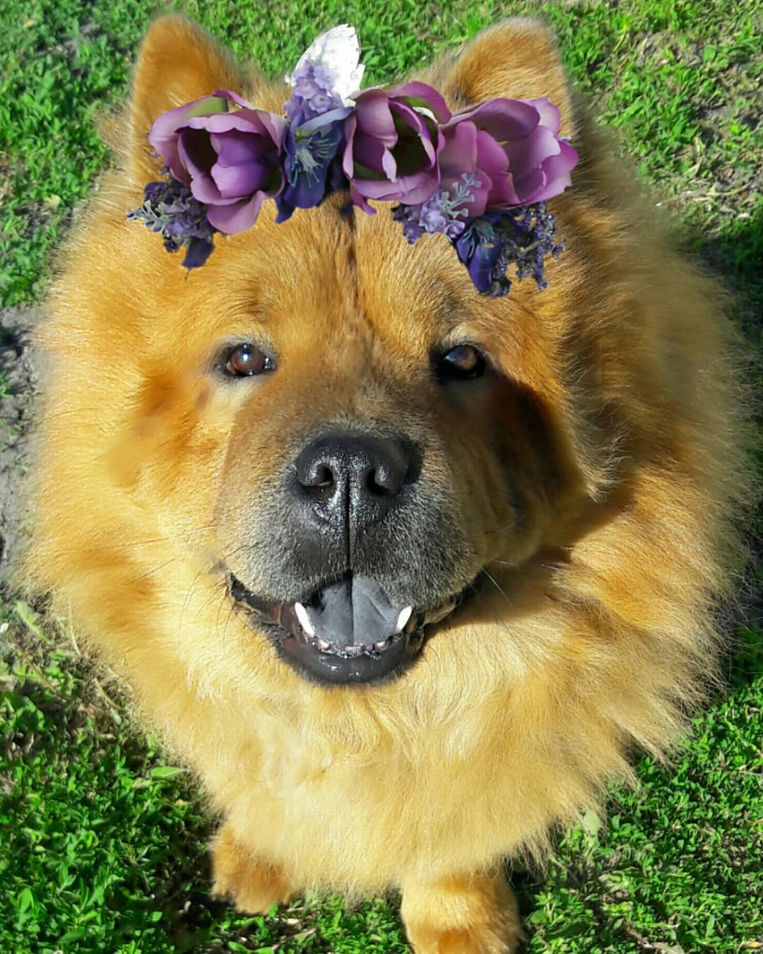 15 Amazing Facts About Chow Chows You Probably Never Knew 9