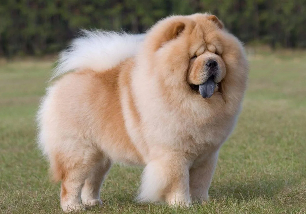 15 Amazing Facts About Chow Chows You Probably Never Knew 10