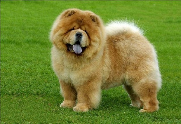 15 Amazing Facts About Chow Chows You Probably Never Knew 11