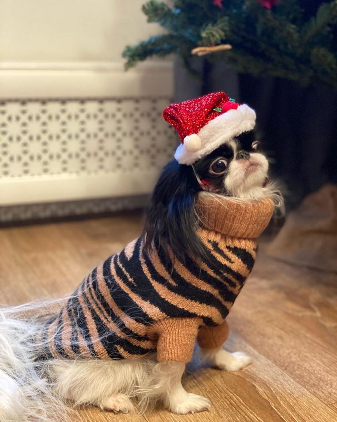 15 Cool Facts About Japanese Chin 9